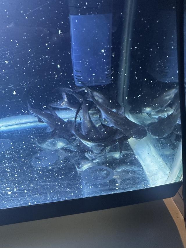 Pangasius swantigoswei 10-12cm