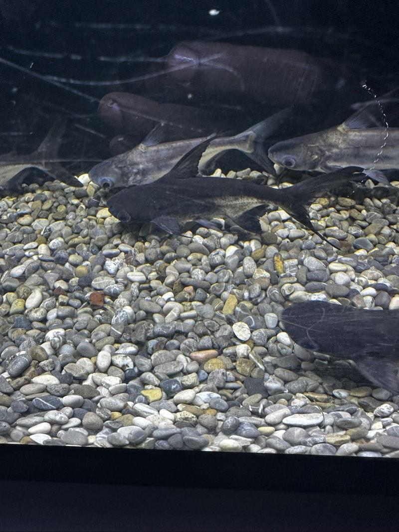 Pangasius swantigoswei 9-12cm