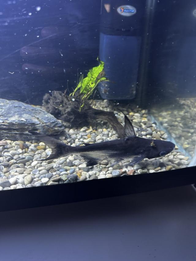 Pangasius swantigoswei 9-12cm
