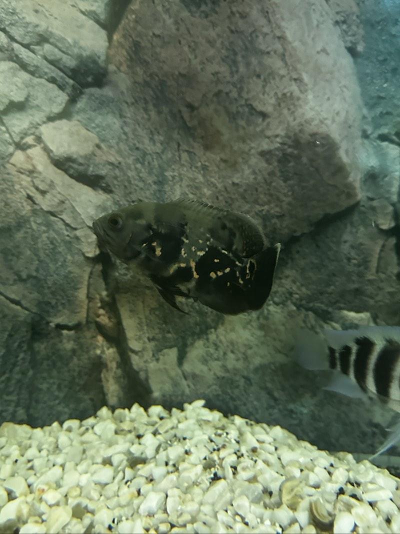 2 oscar tigre 8-10cm
