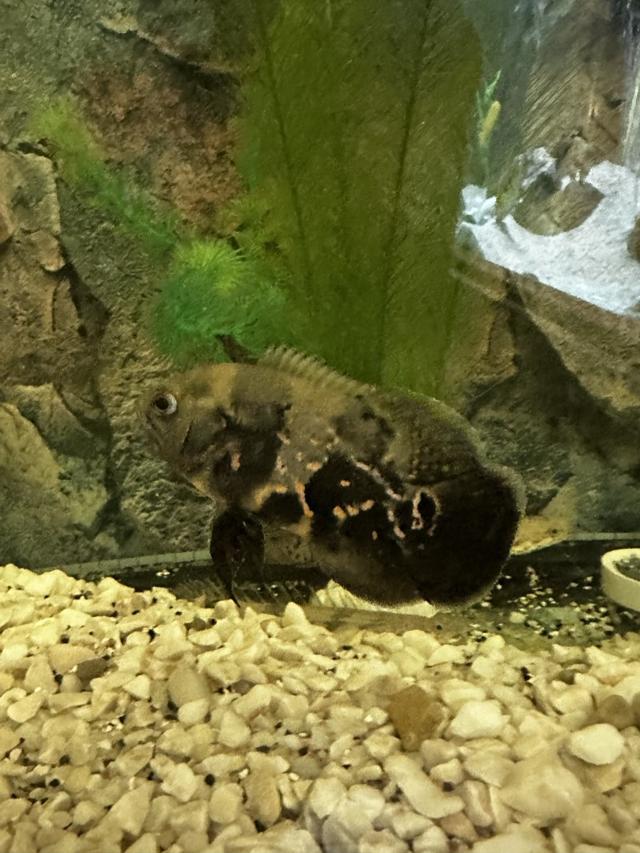 2 oscar tigre 8-10cm