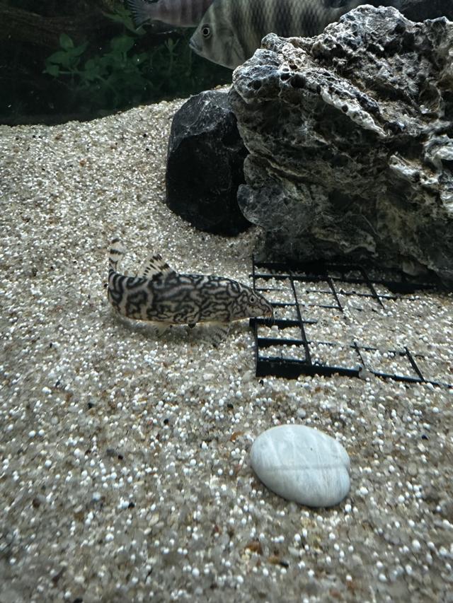 Botia lohachata 10cm