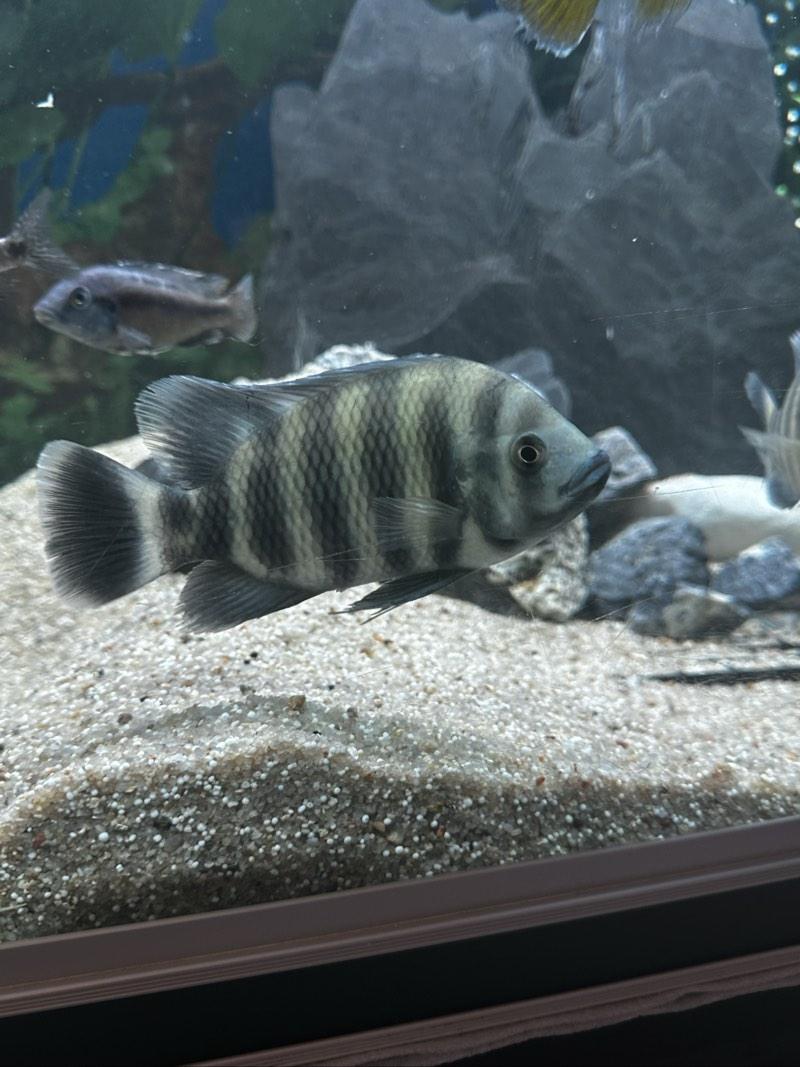 Tilapia buttikoferi 10-13cm (30€ le couple)