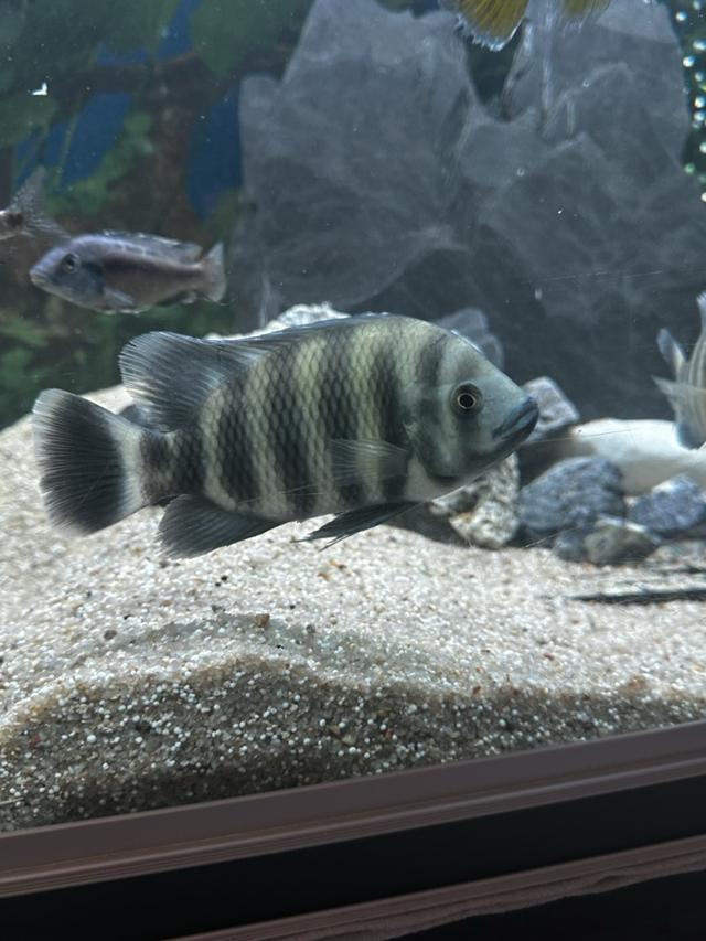 Tilapia buttikoferi 10-13cm (30€ le couple) à Le Blanc-Mesnil