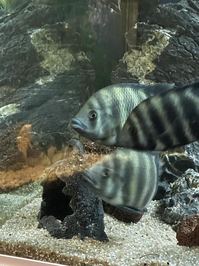 Tilapia buttikoferi 10-13cm (30€ le couple)