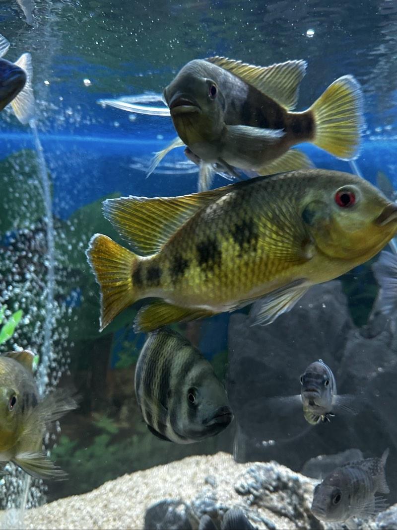 Tilapia mariaé (30€ le couple)