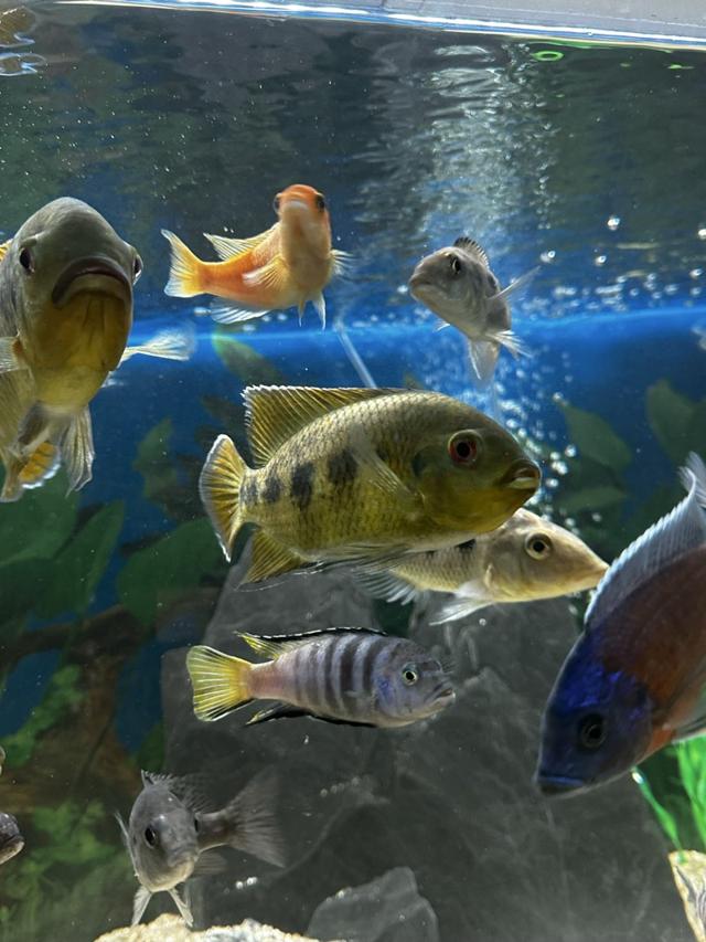 Tilapia mariaé (30€ le couple)
