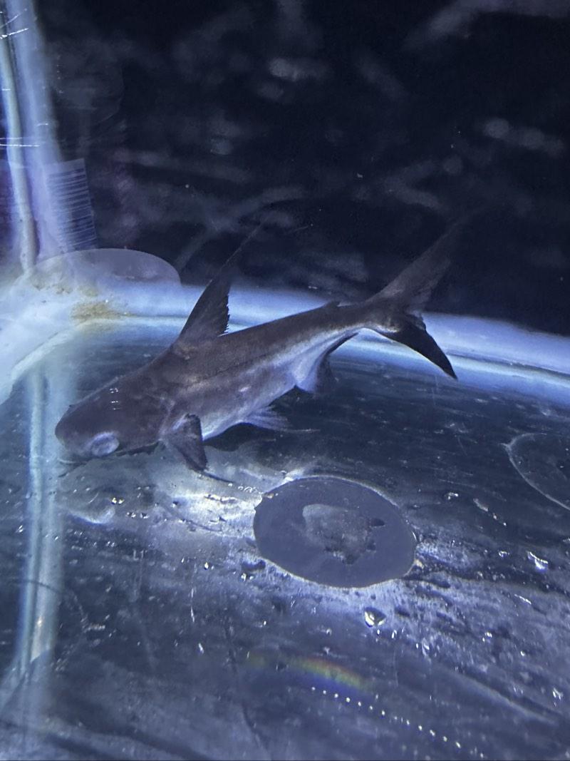 Pangasius swantigoswei 10cm