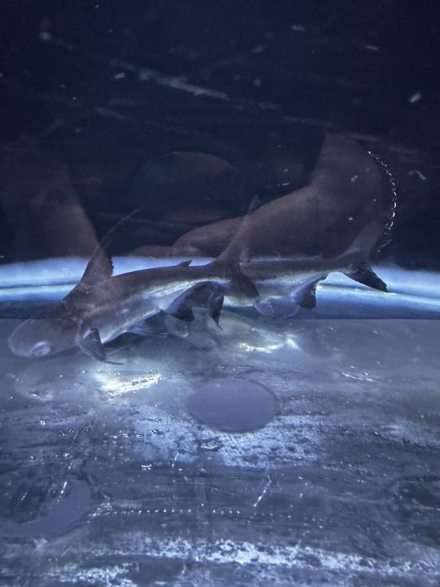 Pangasius swantigoswei 10cm