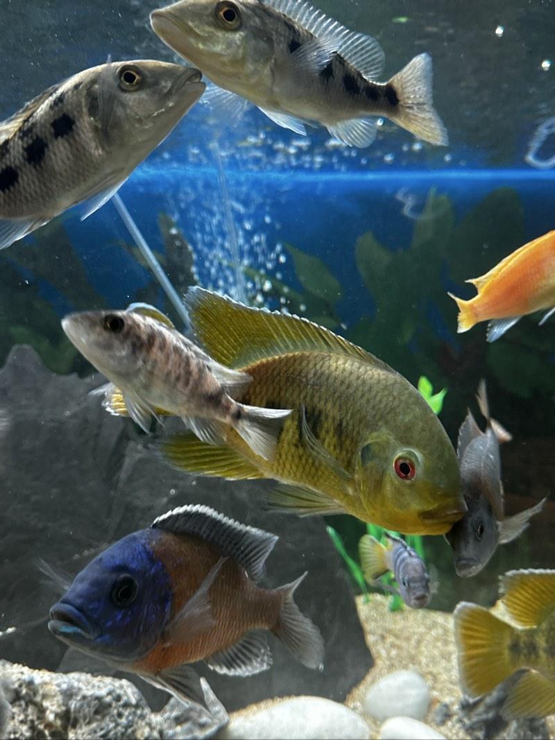 Tilapia mariaé 14-15cm
