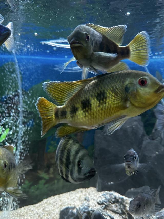 Tilapia mariaé 14-15cm