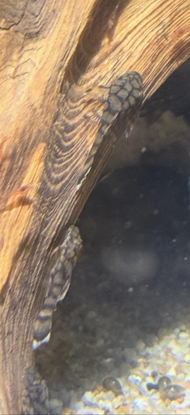 Ancistrus L519
