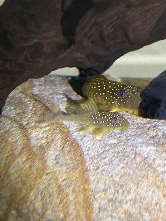Hemiancistrus L200