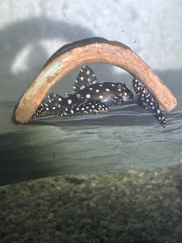 Hypancistrus L201
