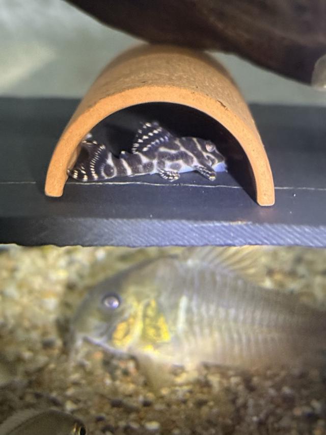 Hypancistrus L400