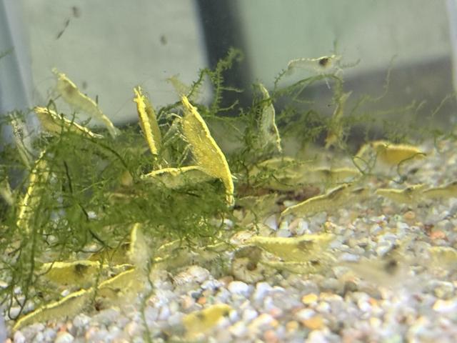 Crevette yellow neon