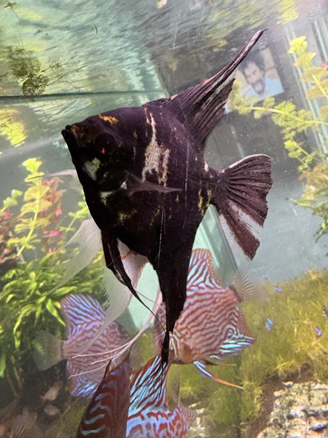 2 scalaires + 1 discus + autres poissons