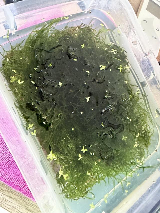 Mousse de java