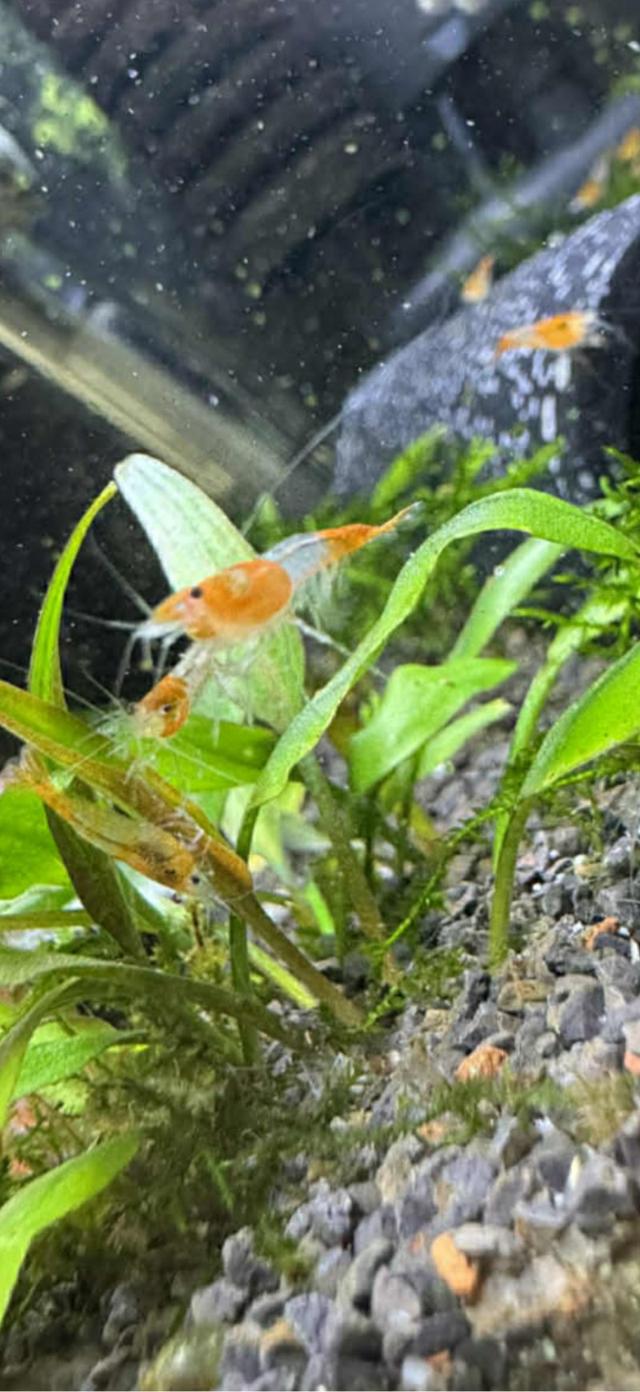 Rili orange