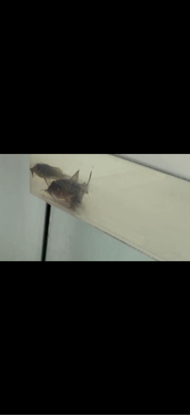 Corydoras aenus