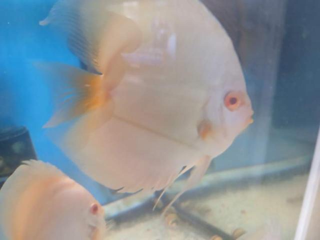 Discus platine albinos