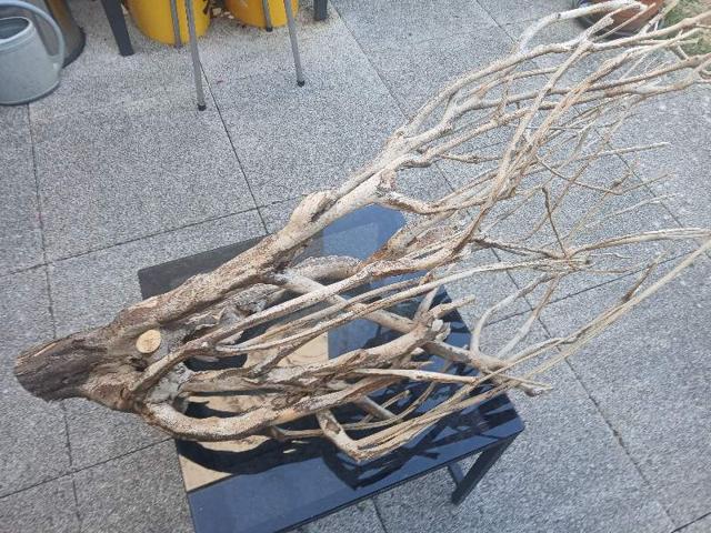 Racine mangrove