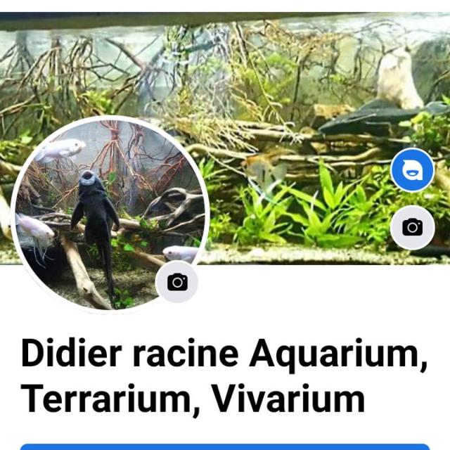 Racine aqua toute taille