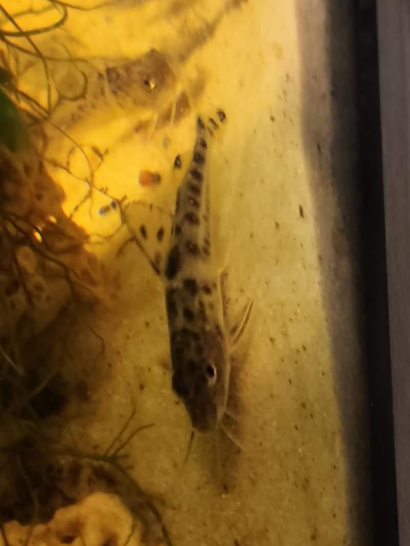 Poisson chat tacheté