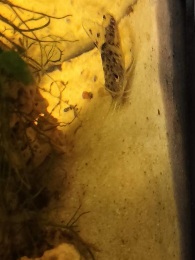 Poisson chat tacheté