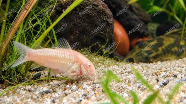 Coridoras aenus albinos 3cm à Saint-Sauveur