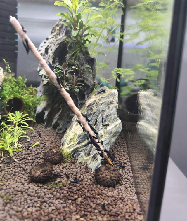 Neocaridinas blue velvet