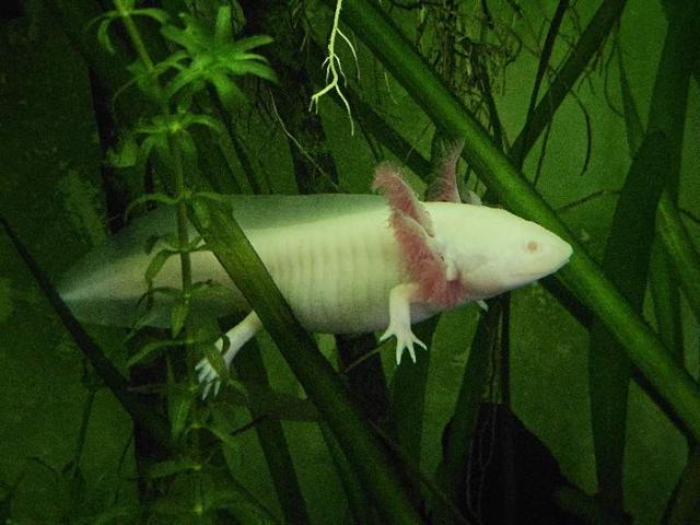 Axolotl