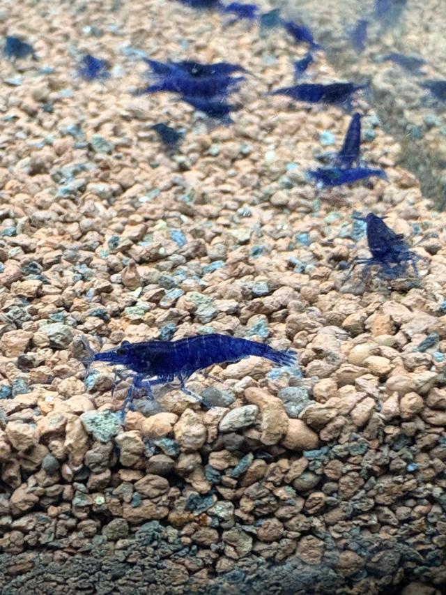 crevette blue dream