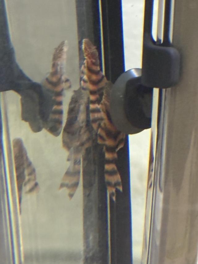 Panaqolus L397
