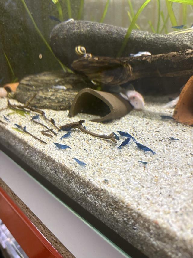 Crevettes blue velvet