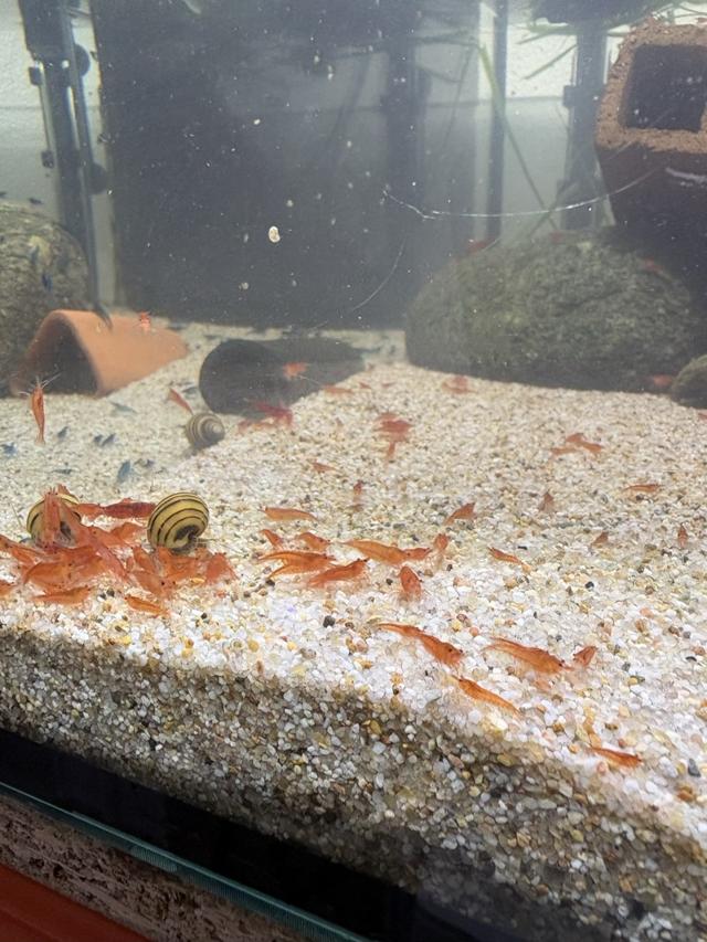 Crevettes red cherry