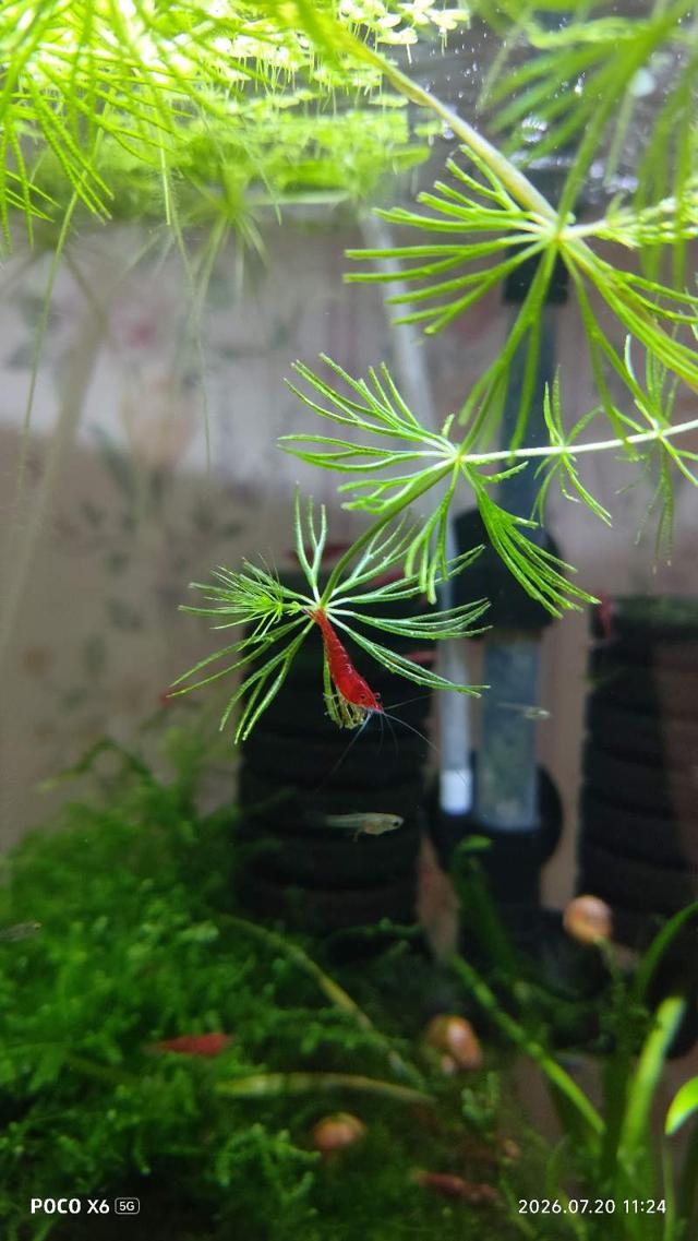 Crevettes red cherry