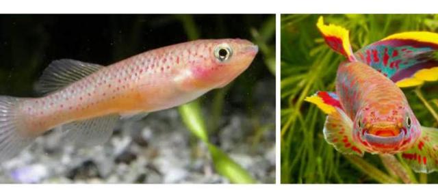 Recherche femelle fundulopanchax gardneri gold