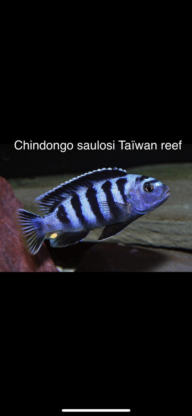 Cichlidés Malawi