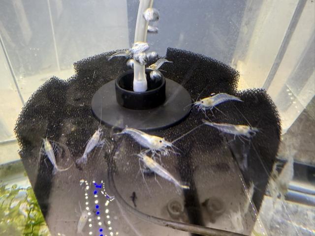 Amano japonica Snow White