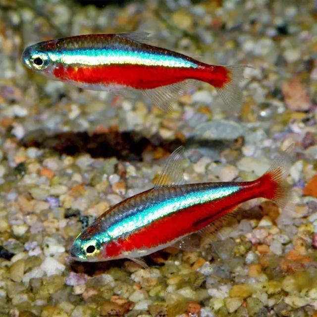 Cardinalis Paracheirodon axelrodi