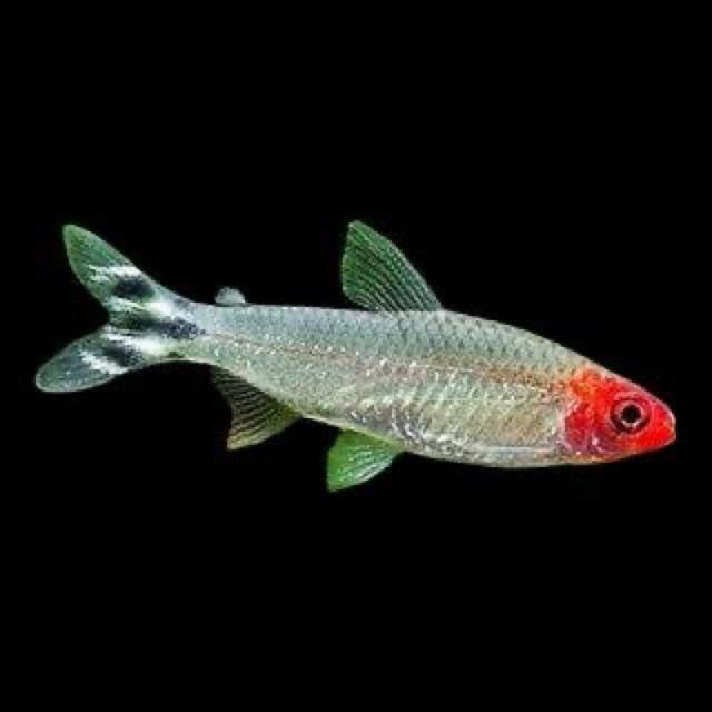 hemigrammus rhodostomus (nez rouge)