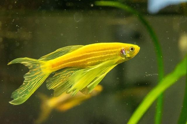Danio rerio gold long fin