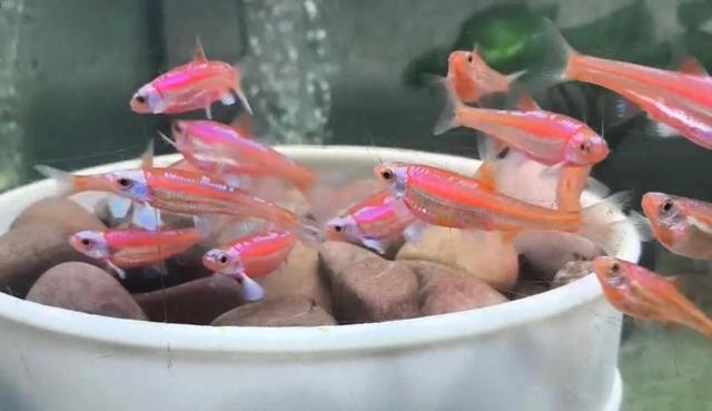 NOTROPIS CHROSOMUS