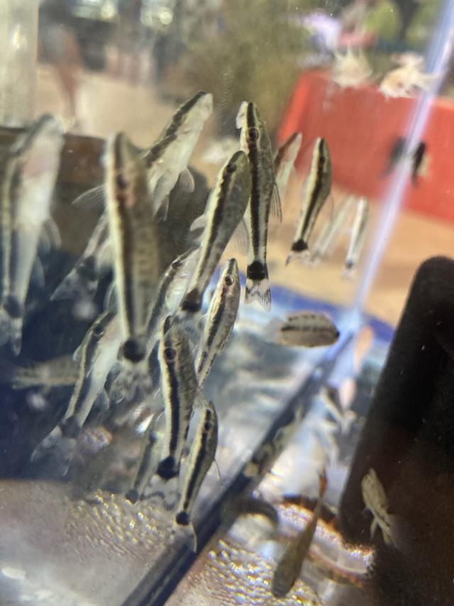 OTOCINCLUS AFFINIS - MANGEUR D'ALGUES