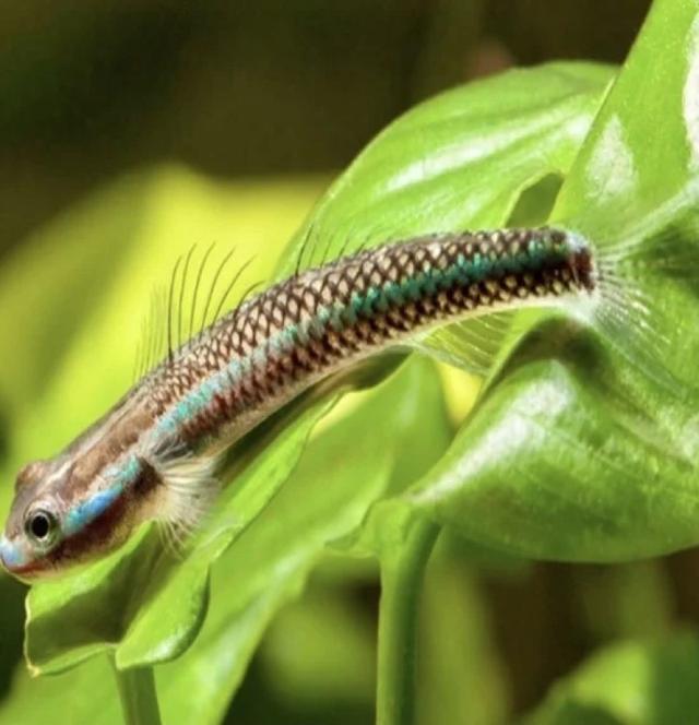 STIPHODON SP. UNDIO BLUEU