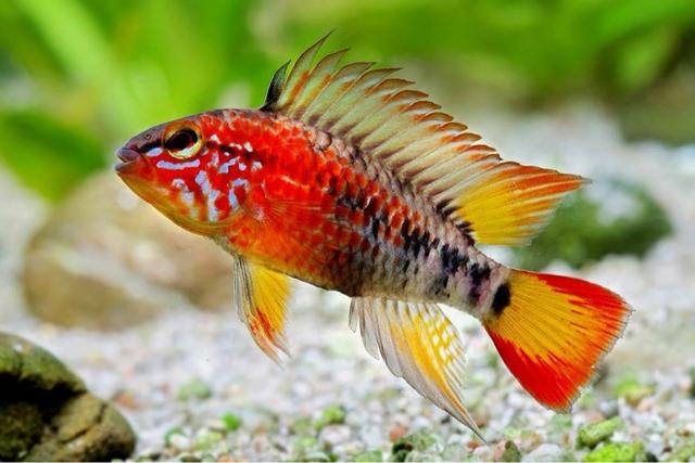 Apistogramma viejita super red
