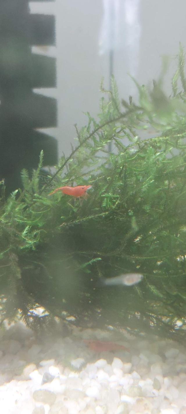 Neocaridina red sakura