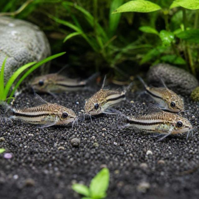 RECHERCHE corydoras pygmé à Gex