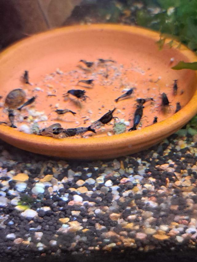 Crevettes Neocaridinas Rili Blue Carbon